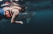 6 Hrs Whale Shark Private Watching Activity in Isla Mujeres
