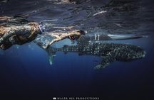 Whale Shark Tour Isla Mujeres Max 10Pax Free Lunch