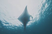 6 Hrs Whale Shark Private Watching Activity in Isla Mujeres