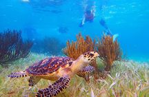 Coral Reef Snorkeling Expedition from Cancun with Beachside Lunch