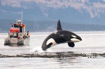 Whale Watching + Deception Pass Tour from Seattle