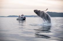 Whale Watching + Deception Pass Tour from Seattle