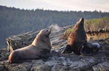 Whale Watching + Deception Pass Tour from Seattle