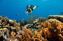 Private Aquafari Tour in Curaçao from Willemstad