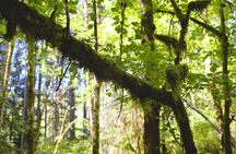 Bainbridge Island Serenity Forest Hike & Cultural Landmarks Tour