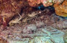 Private Snorkeling Activity in Key Largo