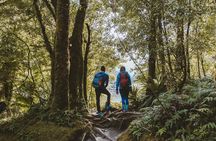 Milford Sound Nature Cruise and Self-Guided Scenic Track Walk