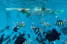 Hawaii Snorkeling with Turtles Boat Tour in Waikiki