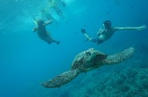 Snorkeling with Sea Turtles in Waikiki Hawaii Boat Tour