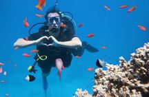 Introduction: Diving from the Reef in Sharm El Sheikh