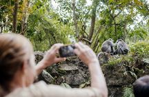 Bali Monkey Sanctuary and Firefly Night Tour