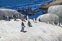 Full Day Tour for Cape of Good Hope & Boat to Seals Island