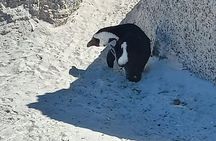 Full Day Tour for Cape of Good Hope & Boat to Seals Island