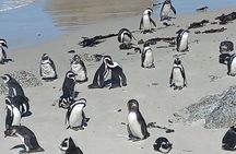 Private Full Day Tour in Cape of Good Hope and Penguin Watching