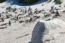 Private Boulder Beach Penguins and Table Mountain Half-Day Tour