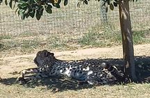 Cape Town Wine Tasting and Giraffe House, Cheetah Encounter Tour