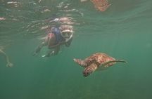 San Juan Turtle Spotting Snorkel Adventure with Videos