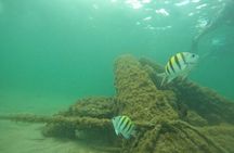 San Juan Turtle Spotting Snorkel Adventure with Videos