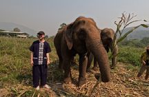 Elephant care program at Chiangmai Elephant Care