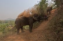 Elephant care program at Chiangmai Elephant Care
