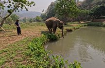 Half-day elephant care program at CHIANGMAI ELEPHANT CARE