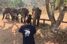 Elephant care program at Chiangmai Elephant Care