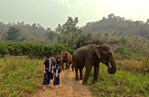 Elephant care program at Chiangmai Elephant Care