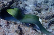 Key Largo Coral Reef Half Day Snorkel Trip