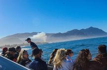 Whale Watching In Hermanus Penguins + Wine Tasting From Cape Town