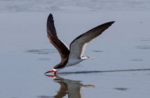 Salt Marsh Safari Birding and Wildlife Cruise on The Skimmer