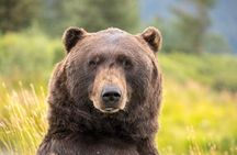 Scenic Tour to Wildlife Center from Anchorage with hotel pickup
