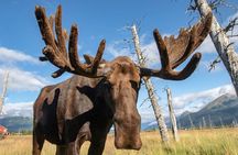 Scenic Tour to Wildlife Center from Anchorage with hotel pickup