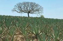 Mezcal Day Experience