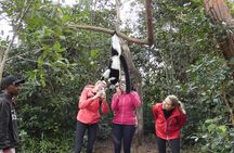 Tsingy-Baobab Avenue-Andasibe