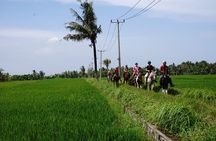 Bali Horse Riding on the Ricefields & Beach