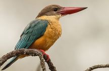 Private Jeep Safari - Canoeing - Jungle Walk in Chitwan 