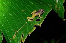 Naturegocr Monteverde 