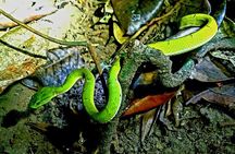 Naturegocr Monteverde 