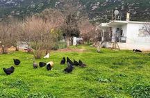 Cooking Class at Alexandra’s Farm in Ypati Thermal Springs