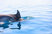Half Day Private Sailing Experience In Pula