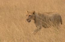 3 Days Group Joining Serengeti and Ngorongoro Safari