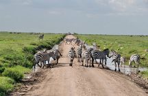 2 Days Camping Group Joining Tarangire Ngorongoro Crater Safari