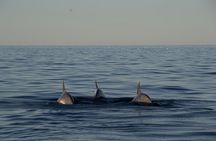 Pula: Private Golden Hour Sail - Dolphins, Drinks & Brijuni Views
