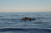 3 Hour Private Sunset Sailing Tour in Pula