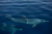 Pula: Private Golden Hour Sail - Dolphins, Drinks & Brijuni Views