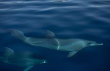 Pula Sunset Cruise: Brijuni Views, Drinks, Romance (Max 6 Guests)