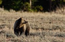 Private Yellowstone Wildlife Tours & Photo Safaris - Half Day 