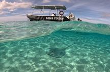 4 Hour Private Humpback Whales Encounter in Moorea