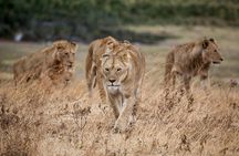 5-Day affordable Tanzania safari with extra activities