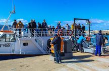 Whale Watching In Hermanus Penguins + Wine Tasting From Cape Town